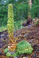 Горноколосник колючий